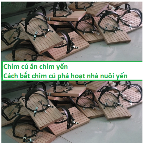 Bẫy cú loại lớn