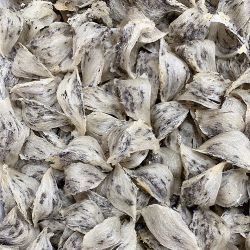 Tổ Yến mới hái